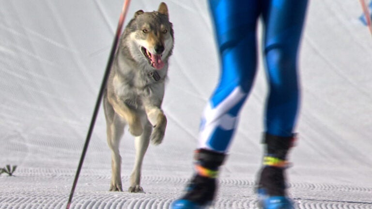 Milan Cortina Olympics Dog Cross-Country Skiing