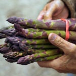 Asparagus from Massachusetts farm