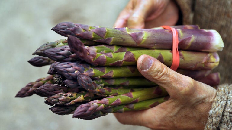 Asparagus could soon become Massachusetts’ official state vegetable