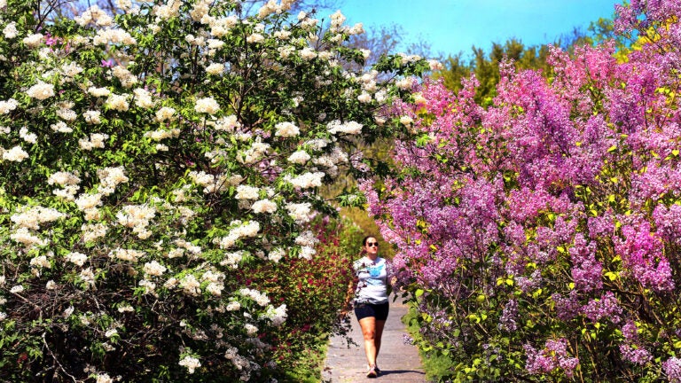 Sick of winter? Here’s what spring will look like in New England, per the Old Farmer’s Almanac