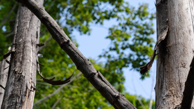 An update: Did a Brooklyn couple kill a neighbor's trees for a better view in Maine?