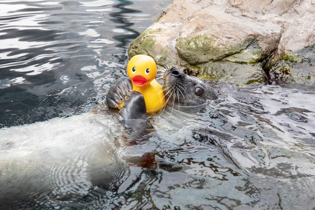 Meet the N.E. Aquarium's viral seal and his rubber duckie pal