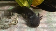 New England-based rescue takes in batch of neglected axolotls