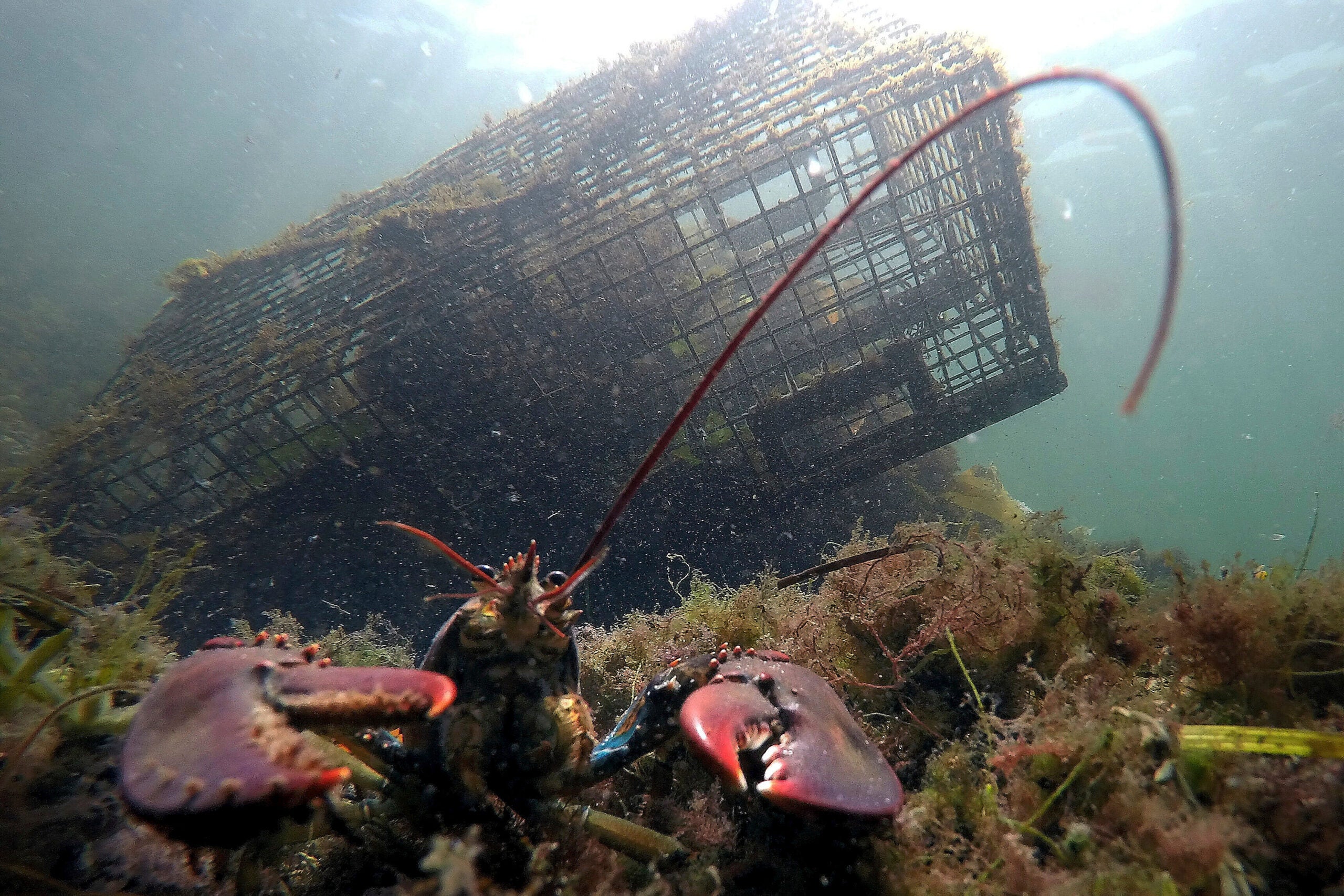 boston.com - Associated Press - Maine's catch of lobster declines again as high costs and climate change impact industry