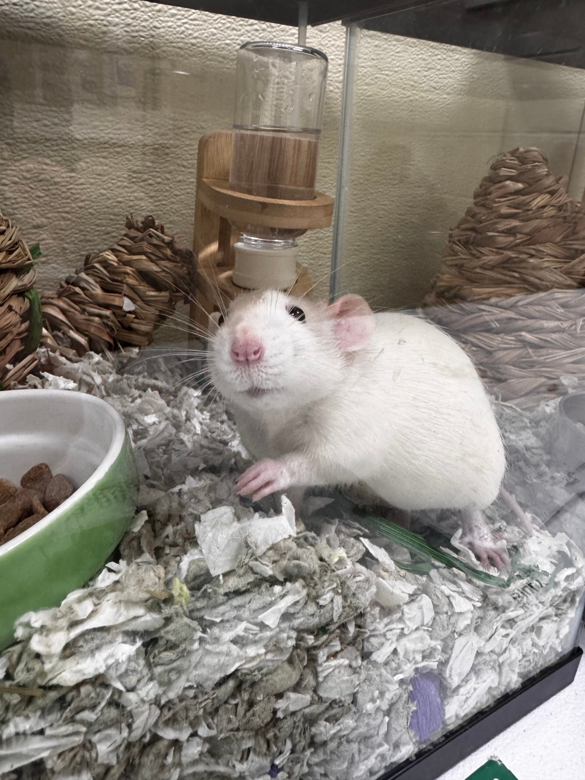 Bdc Rats MSPCA-Angell seeks homes after 163 rodents surrendered