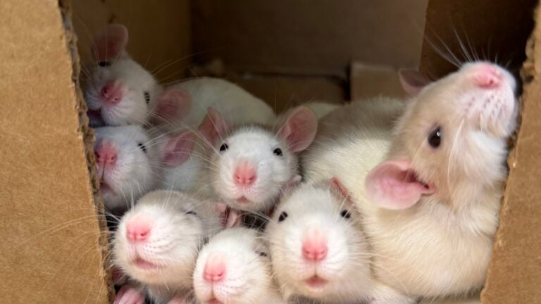 Bdc Rats MSPCA-Angell seeks homes after 163 rodents surrendered