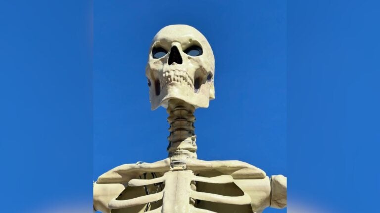 A grave situation: Medway police seek return of 12-foot-tall skeleton's head