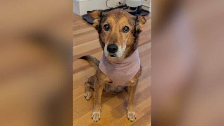 Cohasset man charged after allegedly shooting family dog while hunting coyotes from his window