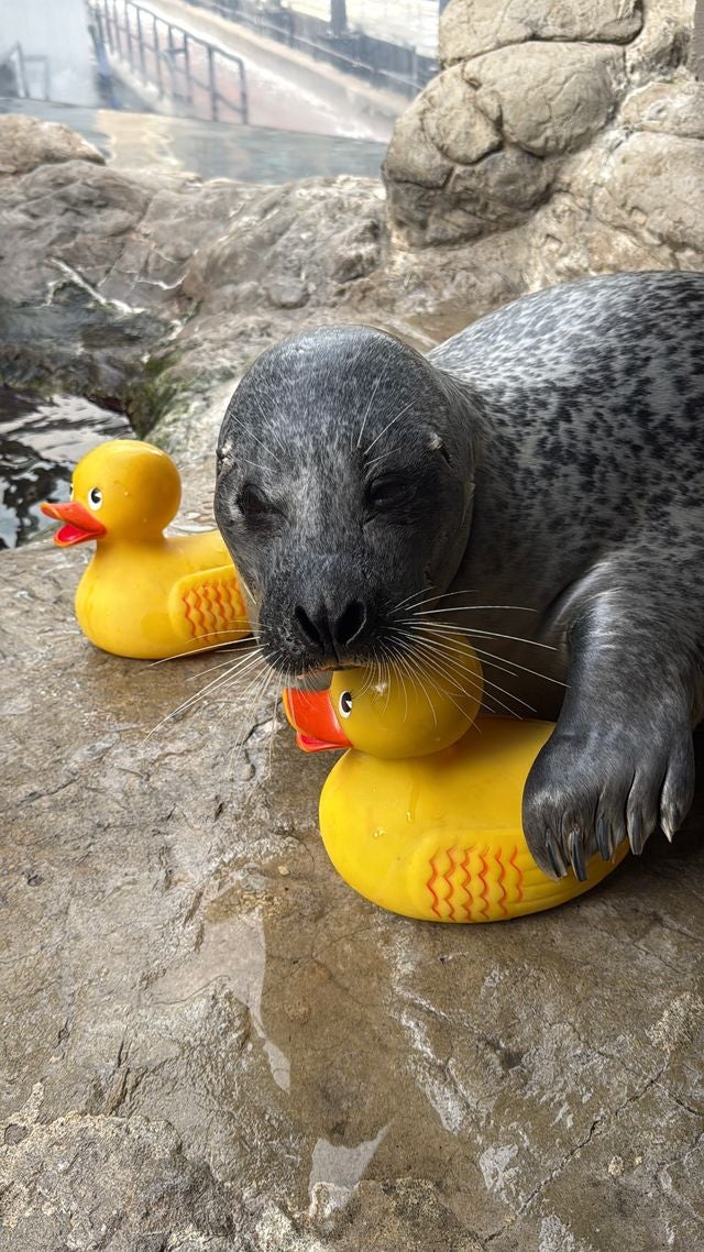 Meet the N.E. Aquarium's viral seal and his rubber duckie pal