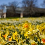 New England Botanic Garden at Tower Hill
