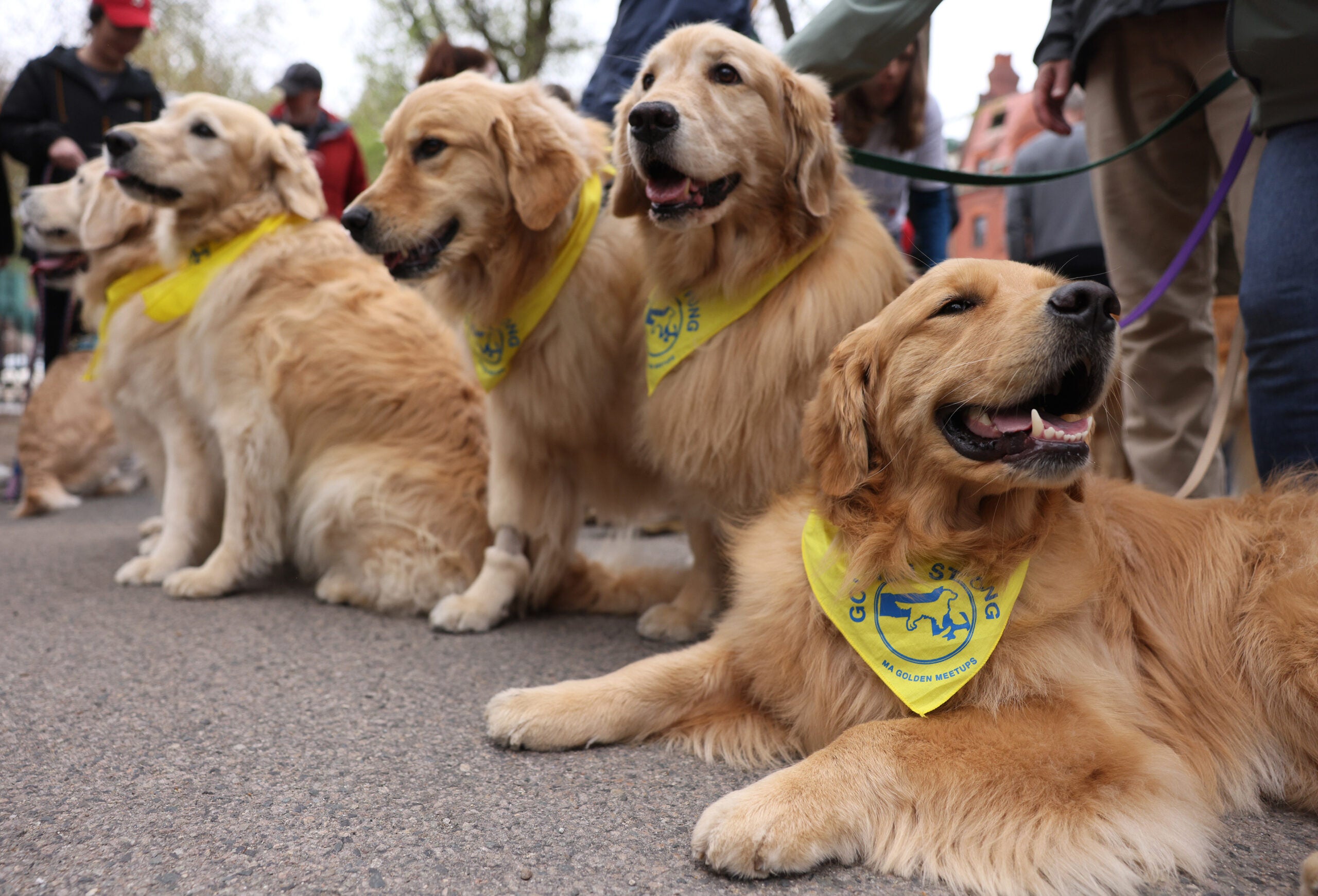 Boston Marathon dogs
