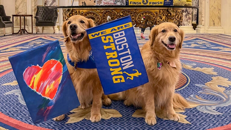 Boston Marathon dogs Spencer and Penny