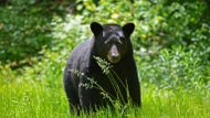 Increase in bear encounters prompts new requirements for White Mountains visitors