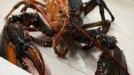 1 in 50 million: rare 'split-lobster' caught off Cape Cod