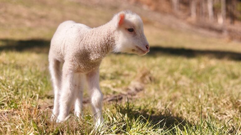 Did the story of ‘Mary Had a Little Lamb’ happen in Massachusetts?