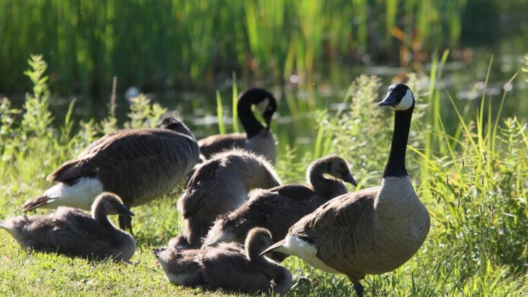 Goose expert responds to viral Boston goose attack video Goose expert responds to viral Boston goose attack video