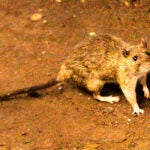Hantavirus