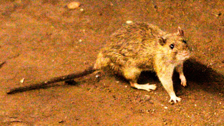 Hantavirus