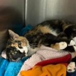Animals Angell Animal Medical Center treating cat who fell 10 stories