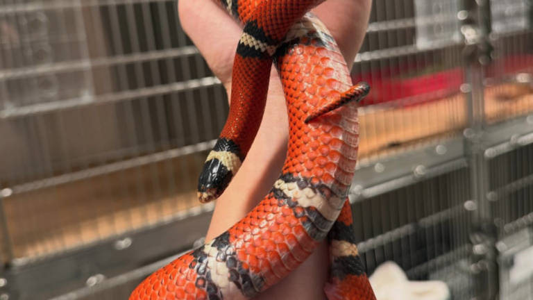 Colorful milk snake found on the loose in the South End