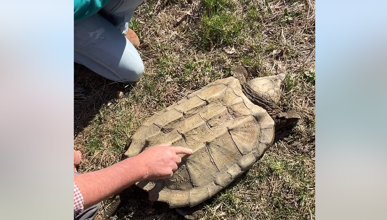 Huge endangered snapping turtle rescused from pond Huge endangered snapping turtle rescused from pond