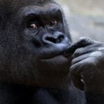Local News Franklin Park Zoo’s gorilla Little Joe is leaving Boston after nearly 30 years May 18, 2026 | 2:24 pm