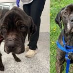 Local News Rescued, underweight Cane Corso mix to be ready for adoption this weekend after swift recovery