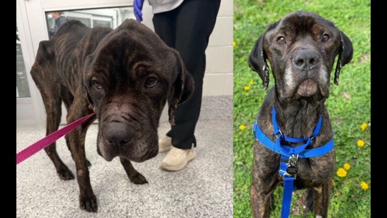 Rescued, underweight Cane Corso mix to be ready for adoption this weekend after swift recovery