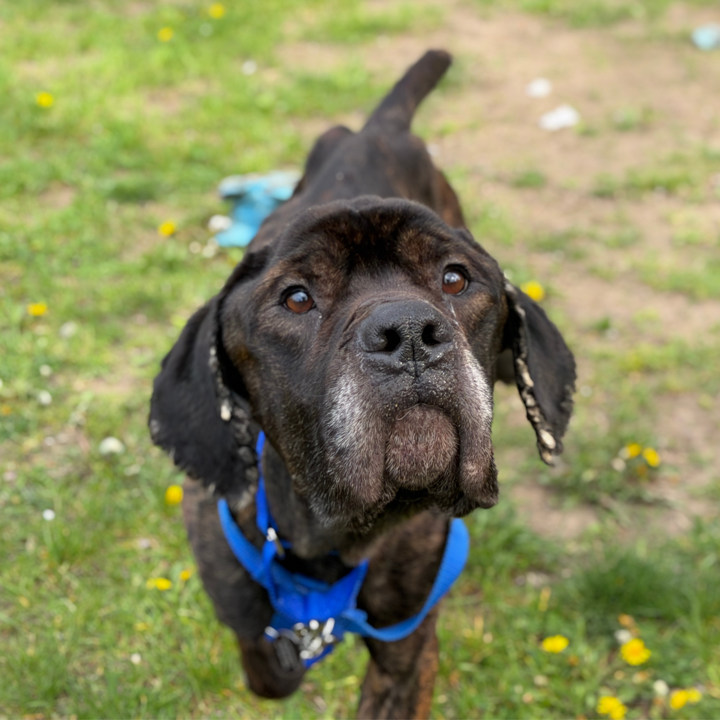 Rescued, underweight Cane Corso mix to be ready for adoption this weekend