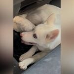 Local News ‘Infuriation’: Animal control reports rescuing puppy from 100-degree car at Legacy Place