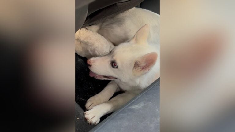 'Infuriation': Animal control reports rescuing puppy from 100-degree car at Legacy Place