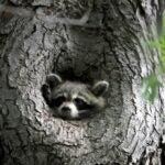 Local News 2-year-old bitten by raccoon at Mass. town beach