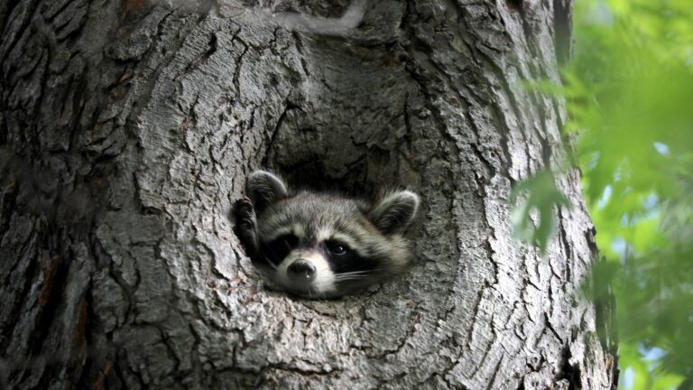 2-year-old bitten by raccoon at Mass. town beach