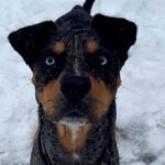 Cash, a 3-year-old Catahoula leopard dog, has been missing since Friday afternoon.