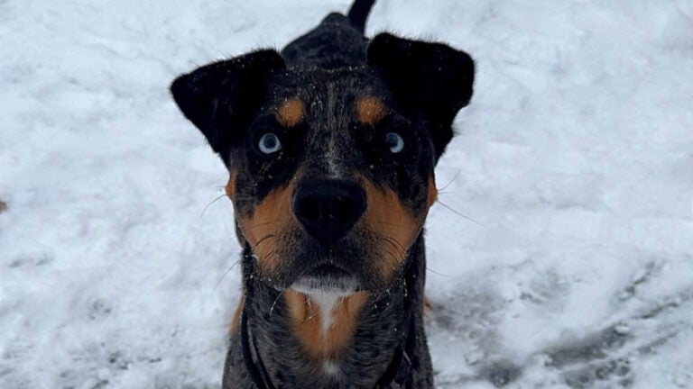 Cash, a 3-year-old Catahoula leopard dog, has been missing since Friday afternoon.