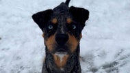Communities search for sheriff lieutenant’s lost dog with aid of drone