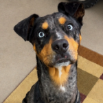 Found Sheriff’s lieutenant’s lost dog found after extensive search; family ‘elated’