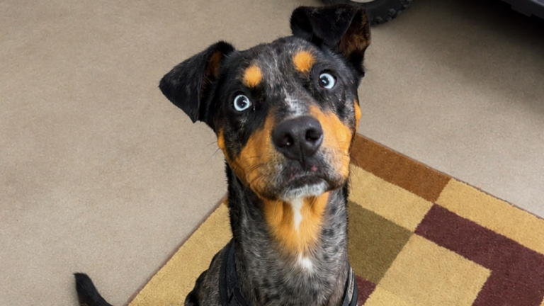 Sheriff’s lieutenant’s lost dog is found