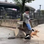 HONK Goose expert responds to viral Boston goose attack video May 19, 2026 | 8:36 am