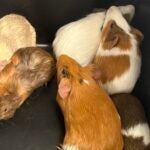 Waltham Waltham animal control officers recover ‘pile ’o pigs’ dumped in woods, cemetery May 27, 2026 | 10:07 pm