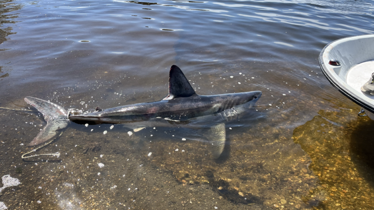 Shark season is here. One just popped up in a Rhode Island pond.