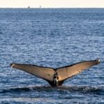 SCENIC SIX What to do in New England this May, from whale watches to spring festivals