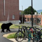 UMass Black bear gets the boot from UMass Amherst campus