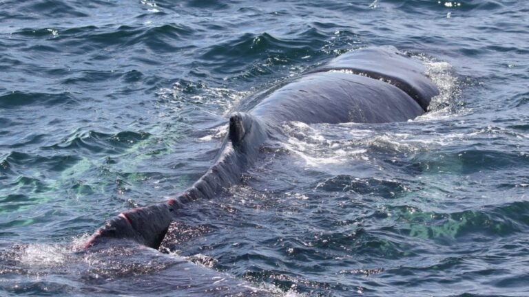Entangled humpback whale freed from fishing gear off Mass. coast Entangled humpback whale freed from fishing gear off Mass. coast