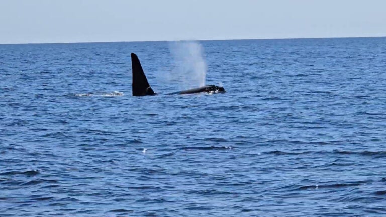 ‘Old Thom,’ iconic solitary orca, spotted by Cape Cod fishermen