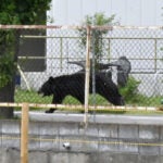Japan A bear injures 4 people in a residential area of Japan as attacks rise June 2, 2026 | 12:00 pm