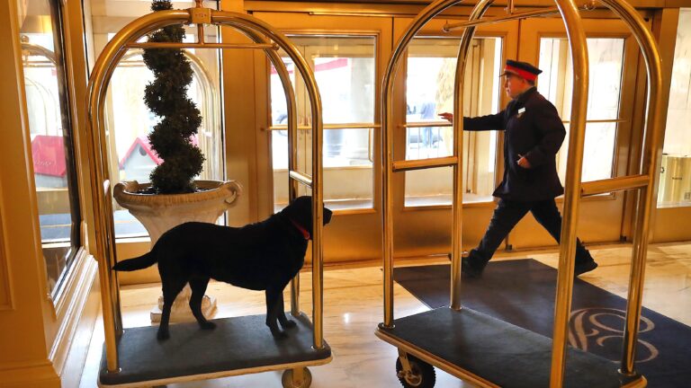 The best pet-friendly hotel in America is in Boston, according to USA Today readers