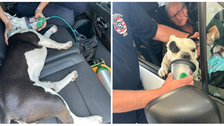 Mass. fire department rescue 2 dogs suffering from heat exposure Mass. fire department rescue 2 dogs suffering from heat exposure