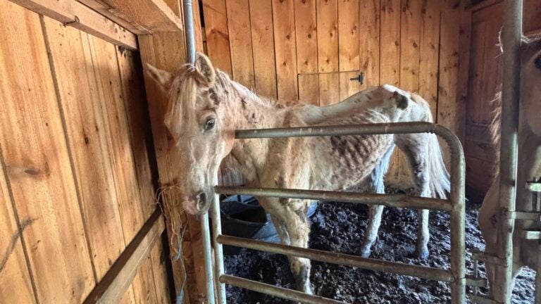 Horses, mules among animals rescued from Western Mass. property, MSPCA says