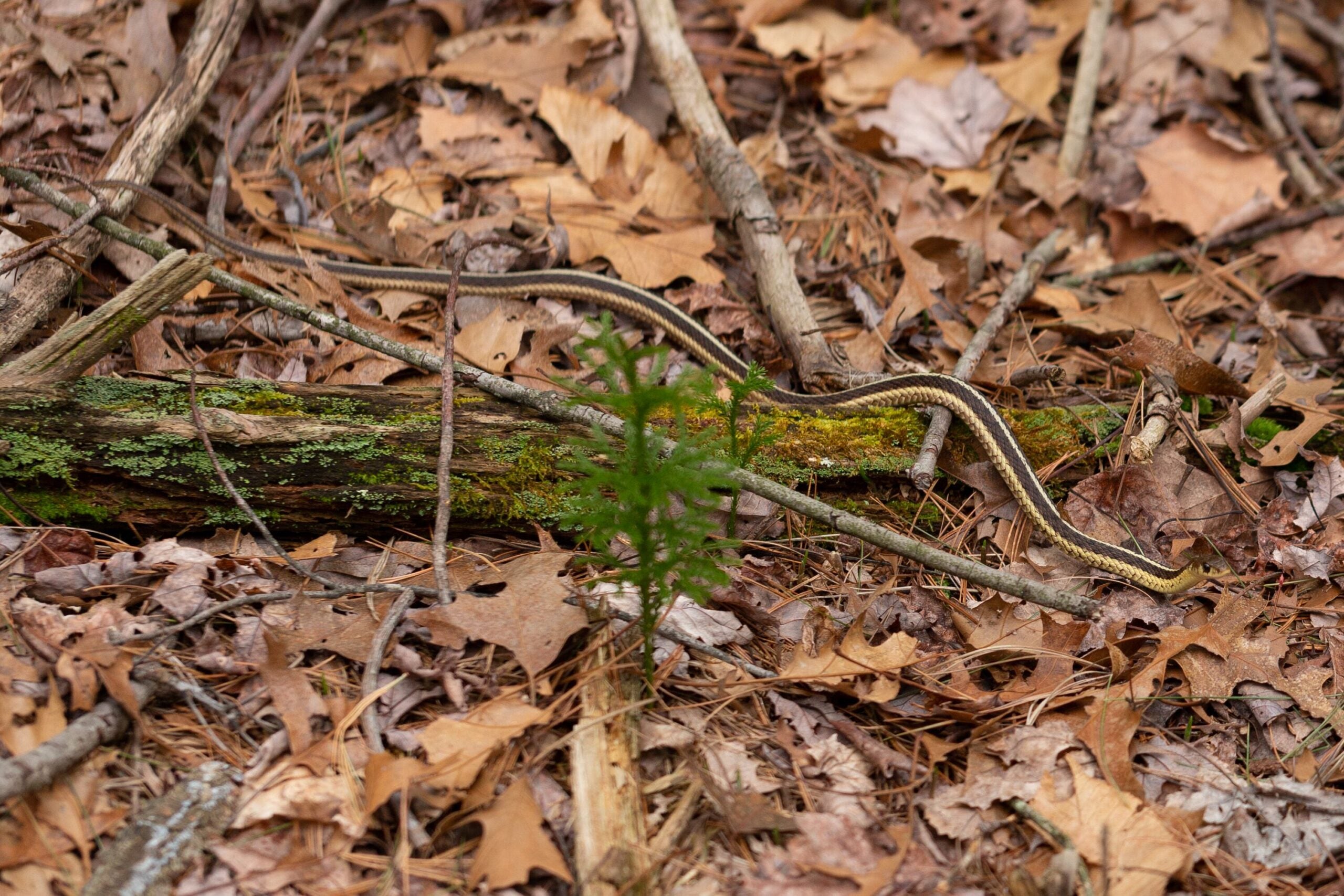 Ze Snake Should you be afraid of the snakes in your yard?